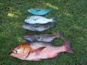 Chasse sous marine nov.2014