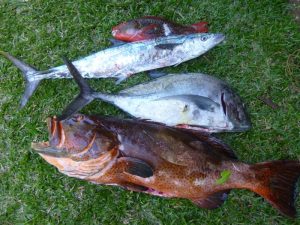 Chasse sous marine août 2015