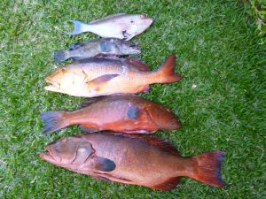 Chasse sous marine août 2015