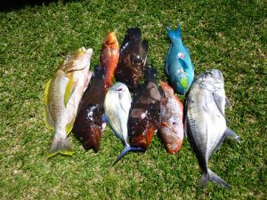 Chasse sous marine août 2015