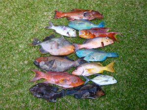 Pêche sous marine juillet 2015