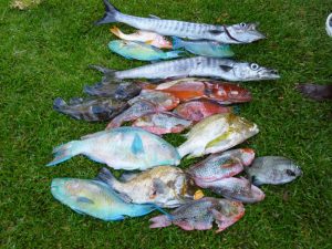 Pêche sous marine mars 2015