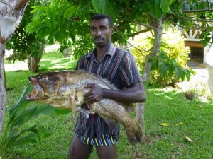 Pêche sous marine mars 2015-Mérou