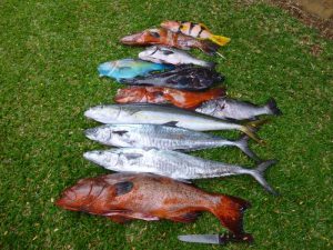 Belle sortie pêche, juin 2016