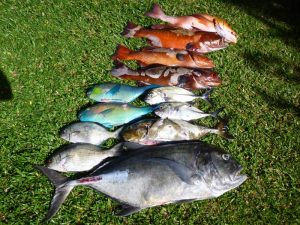 Belle sortie pêche, juin 2016