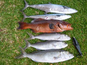 Chasse sous marine septembre 2016